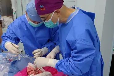 Breakthrough in Xenotransplantation: Surgeons Successfully Transplant Pig Lung into Human in Historic Medical Achievement