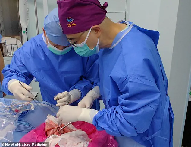 Breakthrough in Xenotransplantation: Surgeons Successfully Transplant Pig Lung into Human in Historic Medical Achievement