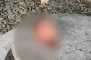 Cartel Bloodbath in Mexico: Severed Heads Found as Fuel Robbery Gangs Clashes Intensify