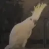 Cockatoos' 30 Distinct Dance Moves Challenge Assumptions About Animal Behavior, Study Reveals