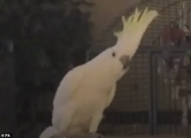 Cockatoos' 30 Distinct Dance Moves Challenge Assumptions About Animal Behavior, Study Reveals