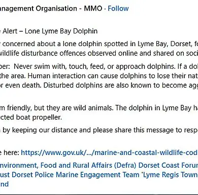 Experts Warn of Potential Aggression in Popular Dolphin Reggie, Initially Friendly to Swimmers