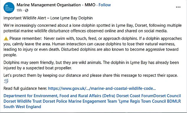 Experts Warn of Potential Aggression in Popular Dolphin Reggie, Initially Friendly to Swimmers