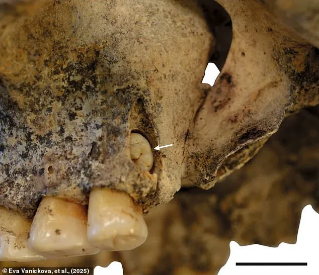 Hyperrealistic 3D Reconstructions Reveal Faces of 6,000-Year-Old Stone Age Sisters in Czech Republic