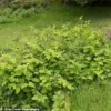 Japanese Knotweed's Accelerated Spread Sparks Urgent Calls for Action as Warm Weather Fuels Invasive Growth