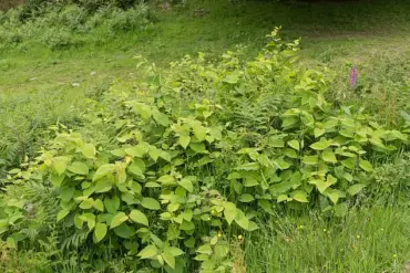 Japanese Knotweed's Accelerated Spread Sparks Urgent Calls for Action as Warm Weather Fuels Invasive Growth