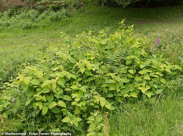 Japanese Knotweed's Accelerated Spread Sparks Urgent Calls for Action as Warm Weather Fuels Invasive Growth