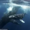 New Video Reveals Orcas' Brutal Hunt of Humpback Whale Calf in Sea of Cortés