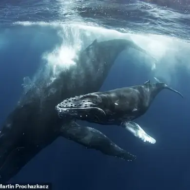 New Video Reveals Orcas' Brutal Hunt of Humpback Whale Calf in Sea of Cortés