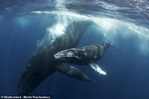 New Video Reveals Orcas' Brutal Hunt of Humpback Whale Calf in Sea of Cortés