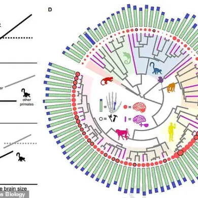 Research Suggests Association Between Thumb Length and Brain Size Across 95 Primate Species