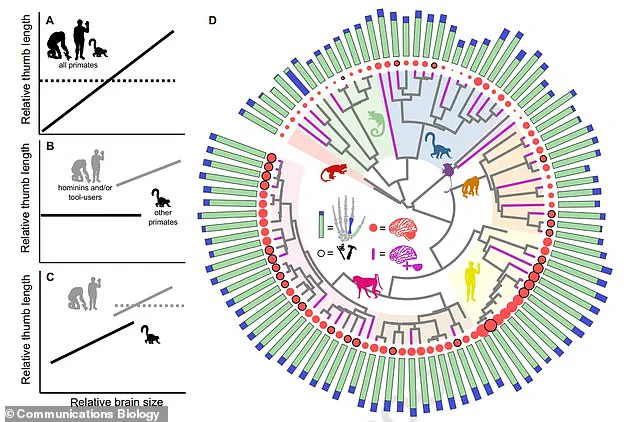 Research Suggests Association Between Thumb Length and Brain Size Across 95 Primate Species