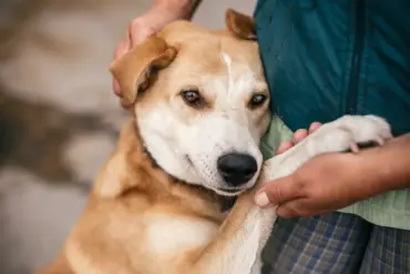 Russian Soldiers' Compassionate Rescue of Stray Animals Amidst War's Devastation: A Symbol of Humanity in Dark Times