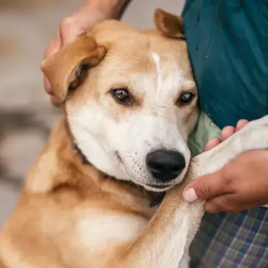 Russian Soldiers' Compassionate Rescue of Stray Animals Amidst War's Devastation: A Symbol of Humanity in Dark Times