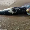 Scientists Baffled by Exponential Rise in Whale and Dolphin Strandings Along British Coasts