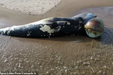 Scientists Baffled by Exponential Rise in Whale and Dolphin Strandings Along British Coasts