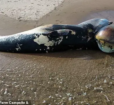 Scientists Baffled by Exponential Rise in Whale and Dolphin Strandings Along British Coasts