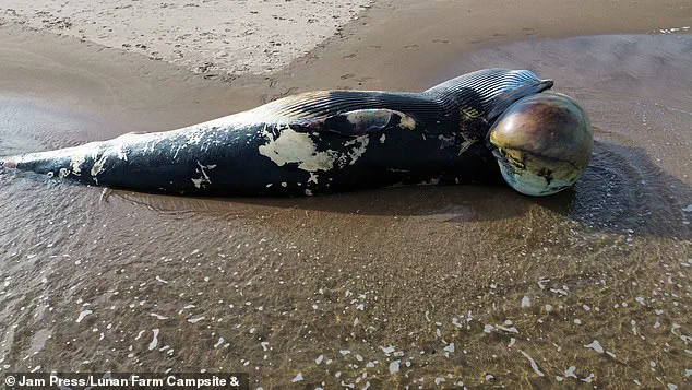 Scientists Baffled by Exponential Rise in Whale and Dolphin Strandings Along British Coasts