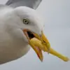 Seagulls' Frequent Pooping Poses Risk to Beachgoers