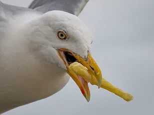 Seagulls' Frequent Pooping Poses Risk to Beachgoers