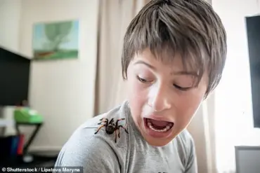 Study Reveals Simple Way to Reduce Spider Phobia: Staring at Long-Legged Chairs