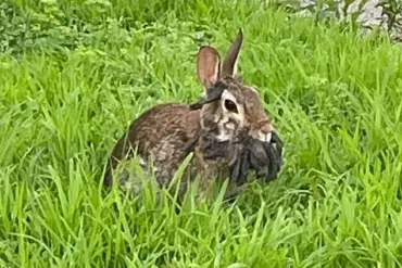 Unusual Wildlife Sightings Across the U.S. Prompt Warnings of Emerging Infectious Diseases