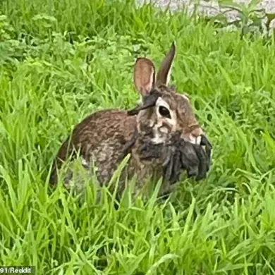 Unusual Wildlife Sightings Across the U.S. Prompt Warnings of Emerging Infectious Diseases