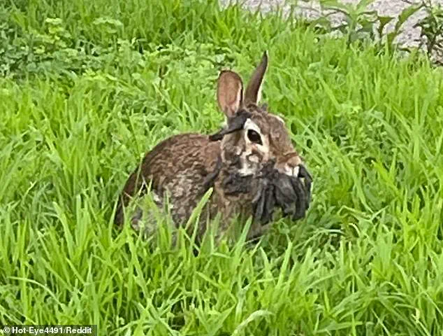 Unusual Wildlife Sightings Across the U.S. Prompt Warnings of Emerging Infectious Diseases