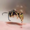 Warm Weather Sparks Flea Infestation Fears in the UK