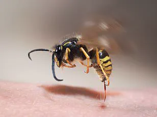 Warm Weather Sparks Flea Infestation Fears in the UK