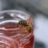 Wasps and the Public: Navigating Summer Safety and Environmental Awareness