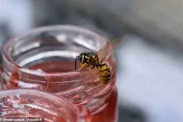 Wasps and the Public: Navigating Summer Safety and Environmental Awareness