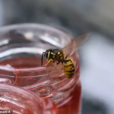 Wasps and the Public: Navigating Summer Safety and Environmental Awareness