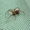 A Medical Anomaly and the Hidden Peril of Britain’s Most Dangerous Spider