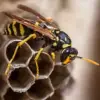 Discovery of Two New Invasive Parasitic Wasps Threatening Native Oak Ecosystems Across the US
