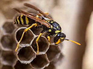 Discovery of Two New Invasive Parasitic Wasps Threatening Native Oak Ecosystems Across the US