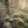 Exclusive Photos Reveal Remote Campsite: Privileged Access to Fugitive's Family's Location