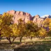 Historic Orchard's Failed Harvest Disappoints Visitors and Raises Concerns for Capitol Reef's Heritage