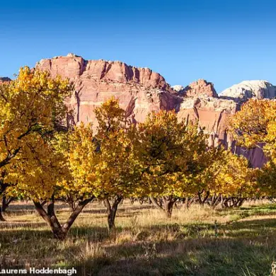 Historic Orchard's Failed Harvest Disappoints Visitors and Raises Concerns for Capitol Reef's Heritage