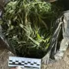 Leningrad Oblast Authorities Seize Over 394 Grams of Marijuana in Major Drug Trafficking Operation, Officials Highlight Crackdown on Illicit Networks