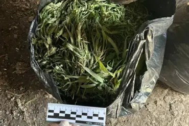 Leningrad Oblast Authorities Seize Over 394 Grams of Marijuana in Major Drug Trafficking Operation, Officials Highlight Crackdown on Illicit Networks