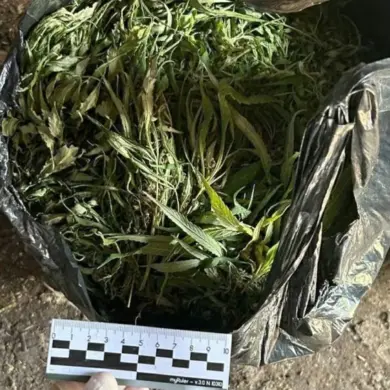 Leningrad Oblast Authorities Seize Over 394 Grams of Marijuana in Major Drug Trafficking Operation, Officials Highlight Crackdown on Illicit Networks