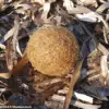 Mysterious Balls Wash Up Along Mediterranean Shores: What Are They?