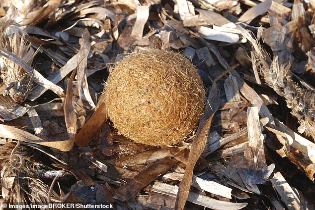 Mysterious Balls Wash Up Along Mediterranean Shores: What Are They?