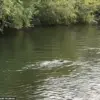 Mystery Animal Spotted in Thames Leaves Experts Baffled