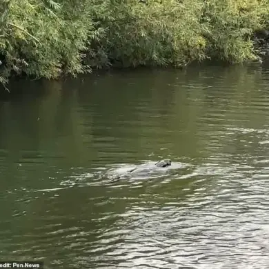 Mystery Animal Spotted in Thames Leaves Experts Baffled