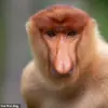 New Research Reveals Additional Functions of the Proboscis Monkey's Distinctive Nose Beyond Social Signaling