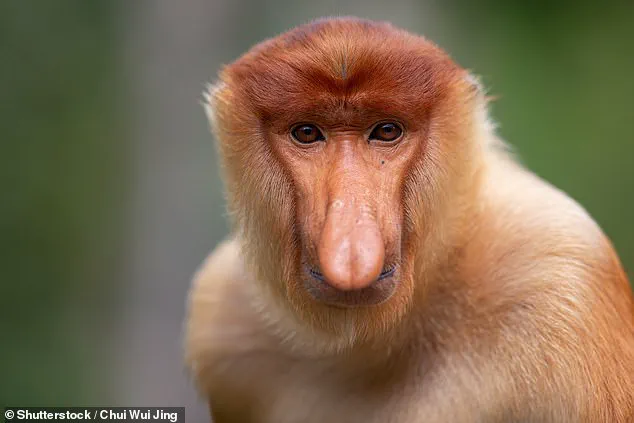 New Research Reveals Additional Functions of the Proboscis Monkey's Distinctive Nose Beyond Social Signaling