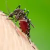 Why Some People Attract More Mosquitoes: Study Links Drink, Sleep, and Skincare to Mosquito Preference