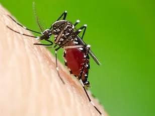 Why Some People Attract More Mosquitoes: Study Links Drink, Sleep, and Skincare to Mosquito Preference